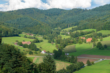 forest hill in south germany