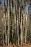 Bambus Wald Bambusrohre Detailansicht