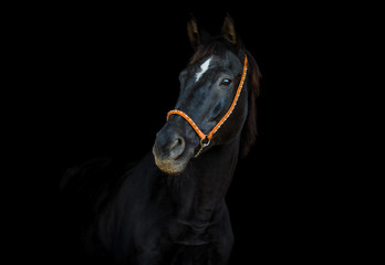 portrait of old dressage mare horse with white spot on forehead on black background