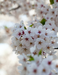 blooming cherry trees in spring