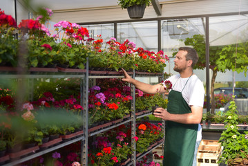 Gärtner arbeitet in einem Gewächshaus voller bunter Blumen für den Verkauf 