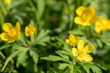 Spring blooming yellow wildflowers