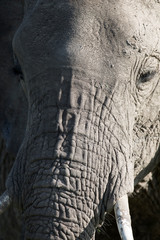 African elephant (Loxodonta africana), detail, Maasai Mara National Reserve, Kenya, Africa.
