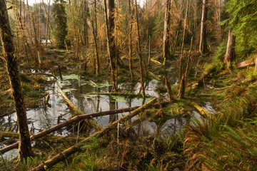 Woodland wetland in winter, Bogachiel Valley, Olympic Nationa Forest, Washington State