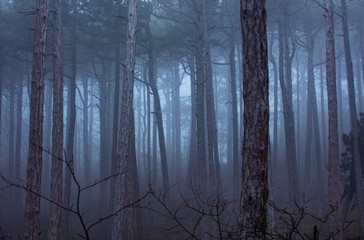 foggy forest background 