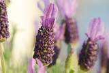 closeup from colorful lavender in the landscape