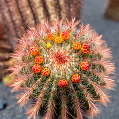 Colorful cactus plants varieties growing on volcanic lava sand soil in cactus garden near Quatiza, Lanzarote, Canary Islands, Spain.