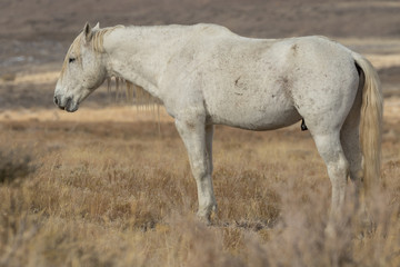 Majestic wild Horse Stallion in Winter