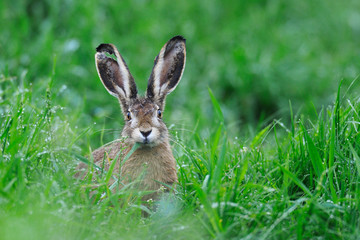 European brown hare (Lepus europaeus) in summer, Germany, Europe