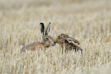 European brown hares on Stubblefield, Germany, Europe
