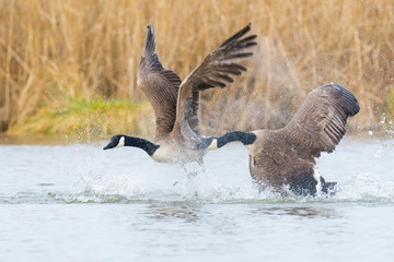Fighting Canada Geese (Branta canadensis), Germany, Europe