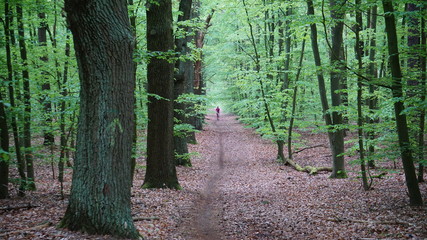 Waldweg 