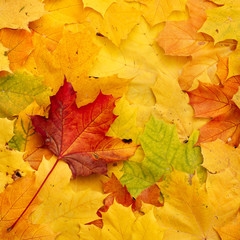 Closeup of bright multicolored maple leaves. Top view of the leaves are red, orange, yellow and green. Flat lay. Autumn concept