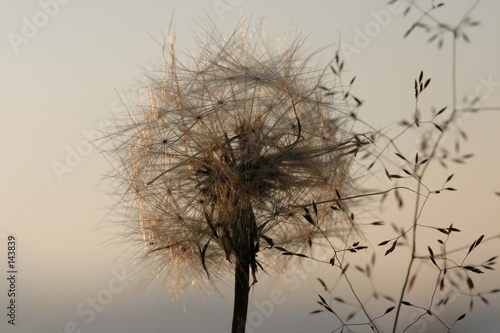 dandelions-przed-lekkim-tlem