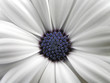 white flower 