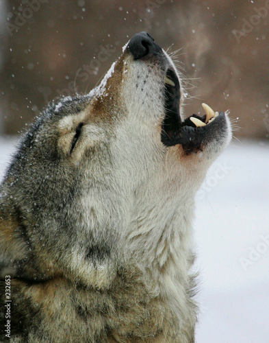 Song Of The Wolf Poster Id F232653