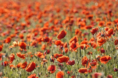 Champ De Coquelicots Poster Id F