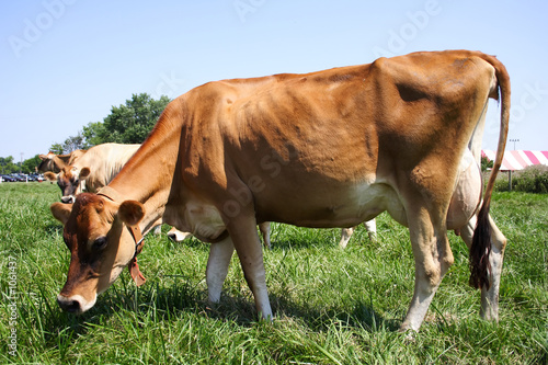 jersey cow t shirts