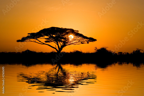 Fototapeta acacia tree at sunrise