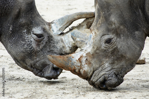 Obraz na płótnie rhinos fighting