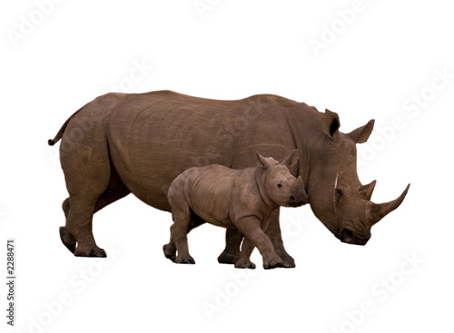 Fototapeta rhino with calf isolated on white