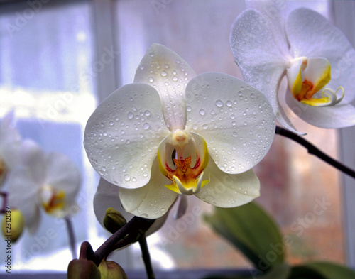 biala-i-pomaranczowa-orchidea