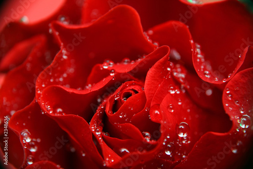 Fototapeta petals of rose and drops
