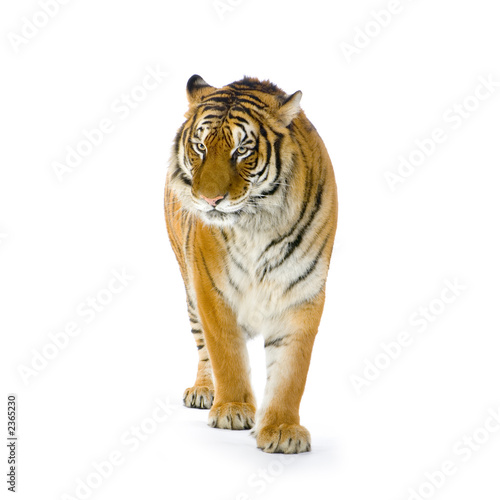 Fototapeta tigre debout