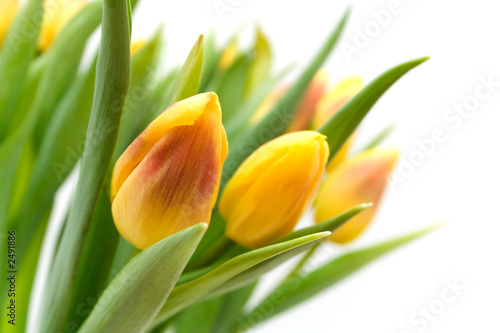 Lacobel yellow tulips