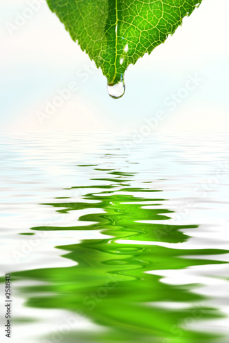 Fototapeta green leaf over water reflection