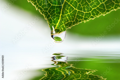 Lacobel leaf droplet over water