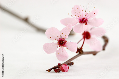 galaz-prunus