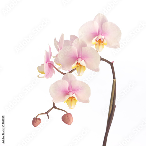 miekka-rozowa-orchidea