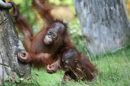 Poster Two young orang utan babies playing together in the zoo