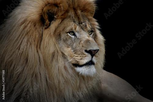 Lion on Black
