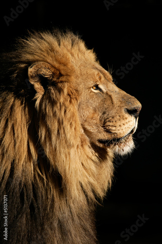 wielki-meski-lew-afrykanski-panthera-leo