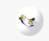 Colombe -- 4  et couleurs  reflets bleus 