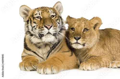 lion-cub-5-miesiecy-i-tygrysiatko-5-miesiecy