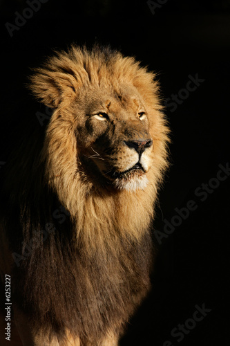 wielki-meski-lew-afrykanski-panthera-leo