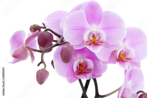 kwiat-fioletowej-orchidei