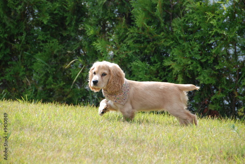 Cocker