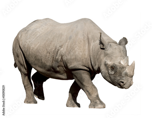 Fototapeta Rhinoceros isolated on white