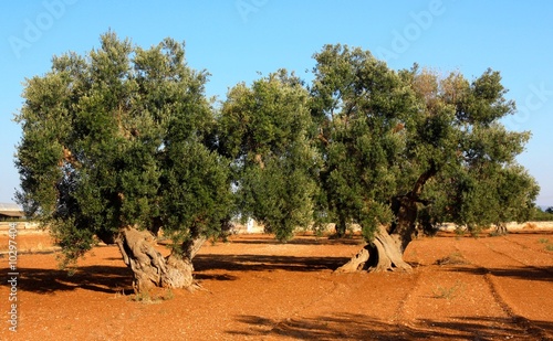 Fototapeta Two ancient olive trees in Apulia, Italy