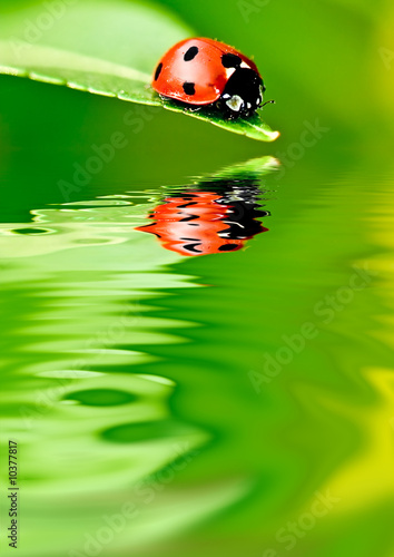  Ladybug on a leaf reflected on water