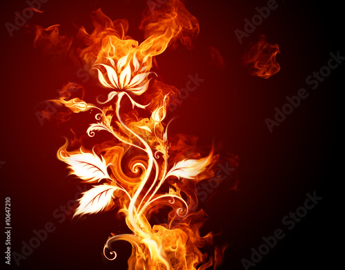  Fire rose