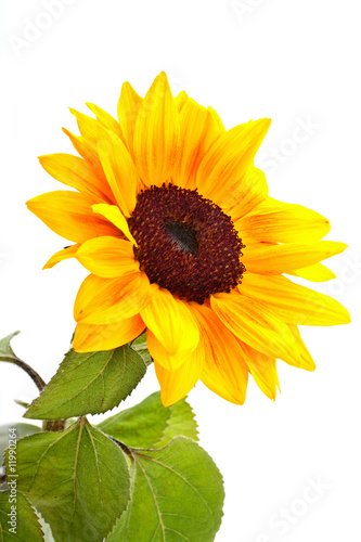 Fototapeta Sunflower