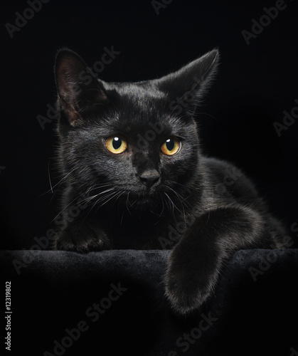 Fototapeta Black cat with yellow eyes
