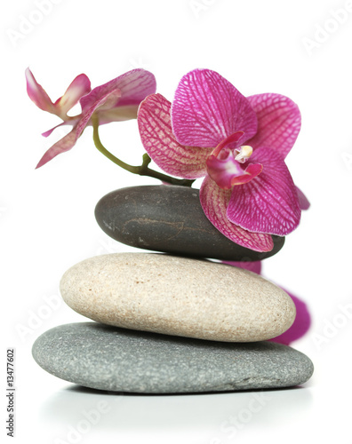 Fototapeta Orchid laying on stones