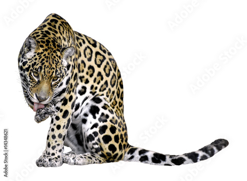 Fototapeta Détourage d'un jaguar se léchant une patte