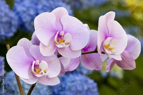 rozowe-kwiaty-orchidei